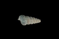 藏品(網目海蜷)的圖片